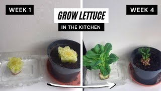 How to Grow Lettuce in the Kitchen 2 ways to regrow lettuce in water and soil at home [upl. by Livvie]