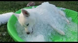 Siberian Husky gets an ice pool [upl. by Auliffe638]