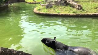 Tapirs swimming [upl. by Ahgiel669]