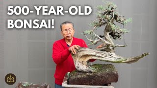 Turning a 500YearOld Yamadori CA Juniper into a Bonsai [upl. by Llerej194]