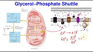 Shuttle Mechanisms amp ATP Yield [upl. by Eraste30]