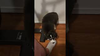 Sock Thief husky huskylife puppy [upl. by Emia]