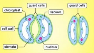 Mechanism of opening and closing of stomata [upl. by Ardnohsal]