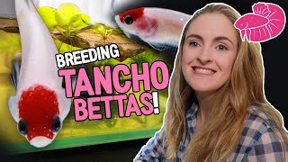 Breeding Tancho Betta Fish Simple Walkthrough from Spawning to Jarring [upl. by Araldo]