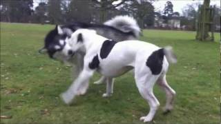 The Alpha Pack  quotMalamute vs American Bulldogquot [upl. by Pentheas]