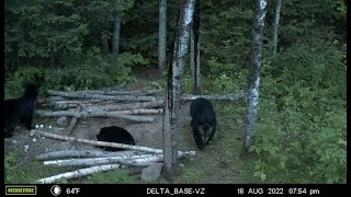 Wisconsin Bear Baiting 2022 Setting The Stands Get The Net This Things Huge [upl. by Buck]