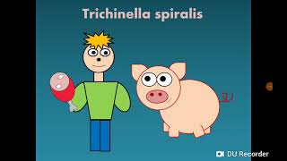 Trichinella spiralis دودة الخنزير [upl. by Enirod]