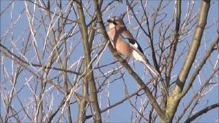 Jay imitating Buzzard at Barmston Pond [upl. by Yllatan306]