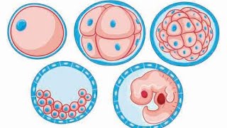 résumé embryologie svtu s1 [upl. by Anaidirib]