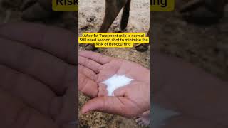 Blood in milk treatment of Cow  Mastitis treatment of Cattle  Vet Dr Faisal shortsyoutubeshorts [upl. by Hittel]