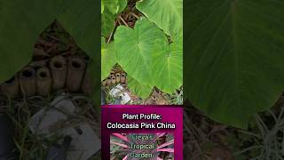 Plant Profile Colocasia Pink China Elephant Ears [upl. by Yerahcaz]