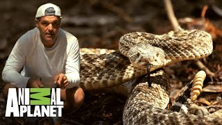 Conoce a la serpiente cascabel diamante occidental  Wild Frank en California  Animal Planet [upl. by Alanson]