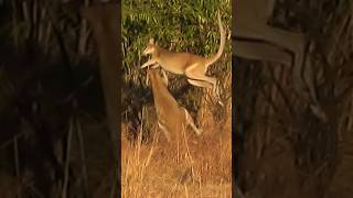 kangaroo the fighters boxing match wildlife drama viral shorts [upl. by Noman]