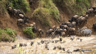 Thousands of Wildebeests and Zebras crossing the Mara river in Kenya 1192023 [upl. by Anerbas382]