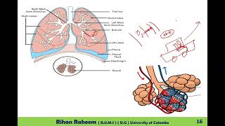 Excretory System  Grade 11  Last Part of the System Seminar Series [upl. by Crichton362]