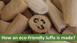 What An Eco Friendly LuffaLoofah Is Made Of [upl. by Iaj246]