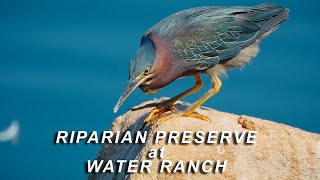 Riparian Preserve at Water Ranch [upl. by Alaunnoif]