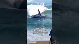 Florida beach The moment a huge whale appears on the beach florida shortvideo [upl. by Obediah]