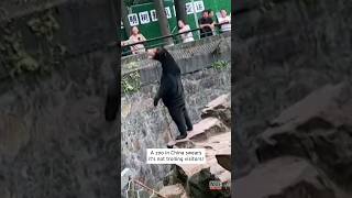 Zoo Says Standing Bear Is Not a Prank shorts [upl. by Adidnere705]