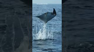 Spotted Eagle Ray [upl. by Dawson]