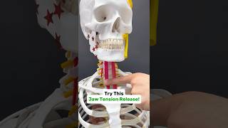 Try this Sternohyoid release for Neck amp Jaw pain tmj tmd [upl. by Potter]