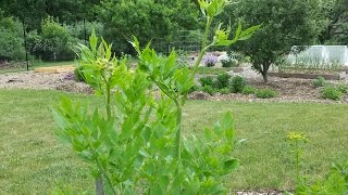 Lovage A must herb to Grow in Your Garden [upl. by Esinereb]