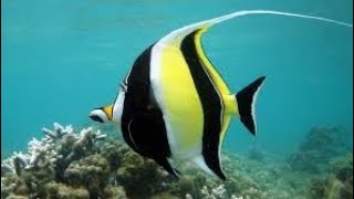 Moorish idol Fishes  Beautiful aquarium freshwater fishes  Zanclus cornutus  Zanclidae [upl. by Struve]