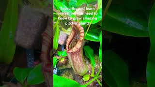 Learn everything you need to know to grow amazing pitcher plants shorts [upl. by Terbecki]