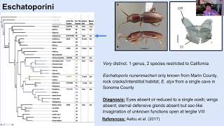 Lagriinae  Lecture 5  Tenebrionidae Workshop 2021 [upl. by Jp]