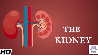 Kidneys Anatomy Picture and Function [upl. by Yeaton]