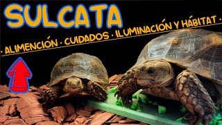 CUIDADOS COMPLETOS TORTUGA SULCATA [upl. by Idnyc]