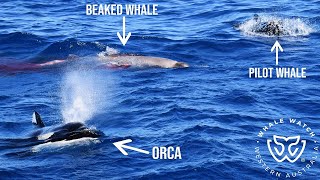 Rare Sighting as Pilot Whales Interrupt Orca Hunt of a Straptoothed Beaked Whale [upl. by Atirihs]