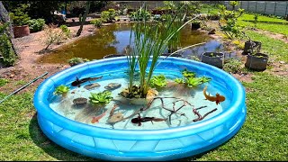 I Built A Garden Pond For Axolotl [upl. by Oalsinatse]