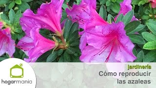 Cómo reproducir las azaleas [upl. by Granville]