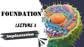 Implantation Lecture 3 Embryology Foundation module Dr Adham Saleh [upl. by Anrehs]