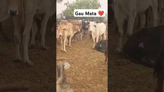 Jai gau mata ❤️gaumaata cow farming gaumat gaumata animals motivation mata marathi [upl. by Retsev]