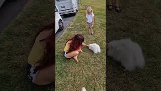 Giochiamo con Attila e la sua pallina Una bimba si avvicina per giocare con lui 🥰🐩 dog camper [upl. by Borg453]