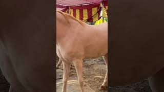 nukari 65hight horse stallion viralvideo horselover horselover ghora chatthavlogs98 [upl. by Aloke]