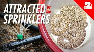 One Backyard Rattlesnake Turns Into THREE [upl. by Lorne803]