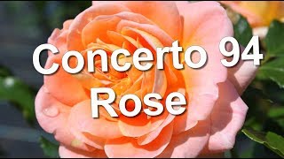 Concerto 94 Rose Meilland Modern Shrub [upl. by Annaeiluj]