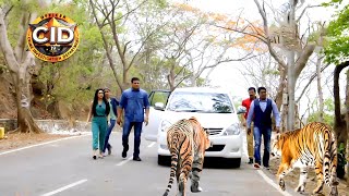 জঙ্গলে সিআইডি অফিসারের ওপর চড়াও হয় চিতা  সিআইডি CID  bengali crime series 2024 [upl. by Col]