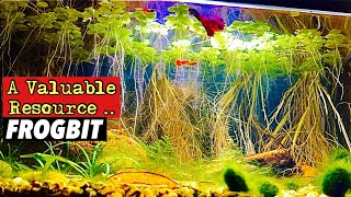 Amazon Frogbit Care and How this Floating Plant Can be a VALUABLE RESOURCE for your Aquarium [upl. by Dryden]