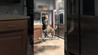 Cop Comes Home to the Sweetest Reunion With His Dog 🐾❤️ shorts [upl. by Katine]