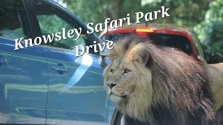 Knowsley Safari Park Safari Drive Tour Prescot Liverpool Uk 2022 All Animal Footage Zoo [upl. by Hillari]