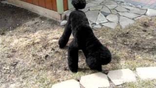 Standard Poodle Running like a Race Horse [upl. by Swor]