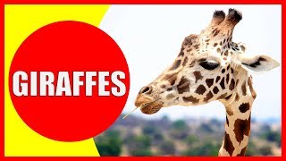 GIRAFFE VIDEOS FOR KIDS  Facts about Giraffes for Children Preschoolers and Kindergarten [upl. by Yramesor909]