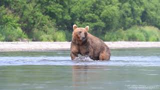 Kamchatka Brown Bears Gorging on Salmon at Lake Kuril [upl. by Blain]