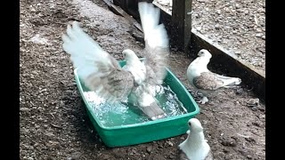 SloMo bird bath  Satinette Pigeon [upl. by Hcab217]