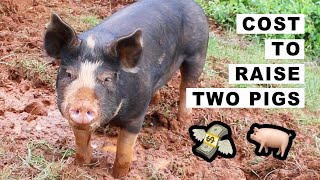 Cost to Raise 2 pigs on 15 Acres 🐖 🐷 [upl. by Yren]