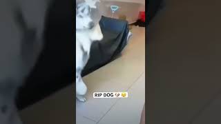 RIP DOG 🐶 😢 funny memes comedy shorts funnyshorts trending latest [upl. by Eidur]